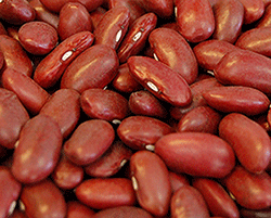 Dark-Red-Kidney-Beans-large