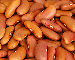 Light-Red-Kidney-Beans
