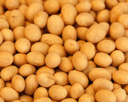 Soybeans-large