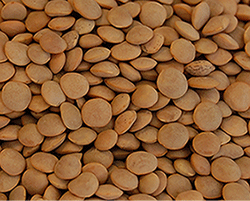 Red-Lentil-Crimson