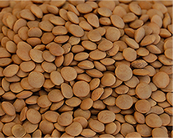 Red-Lentils-Robin